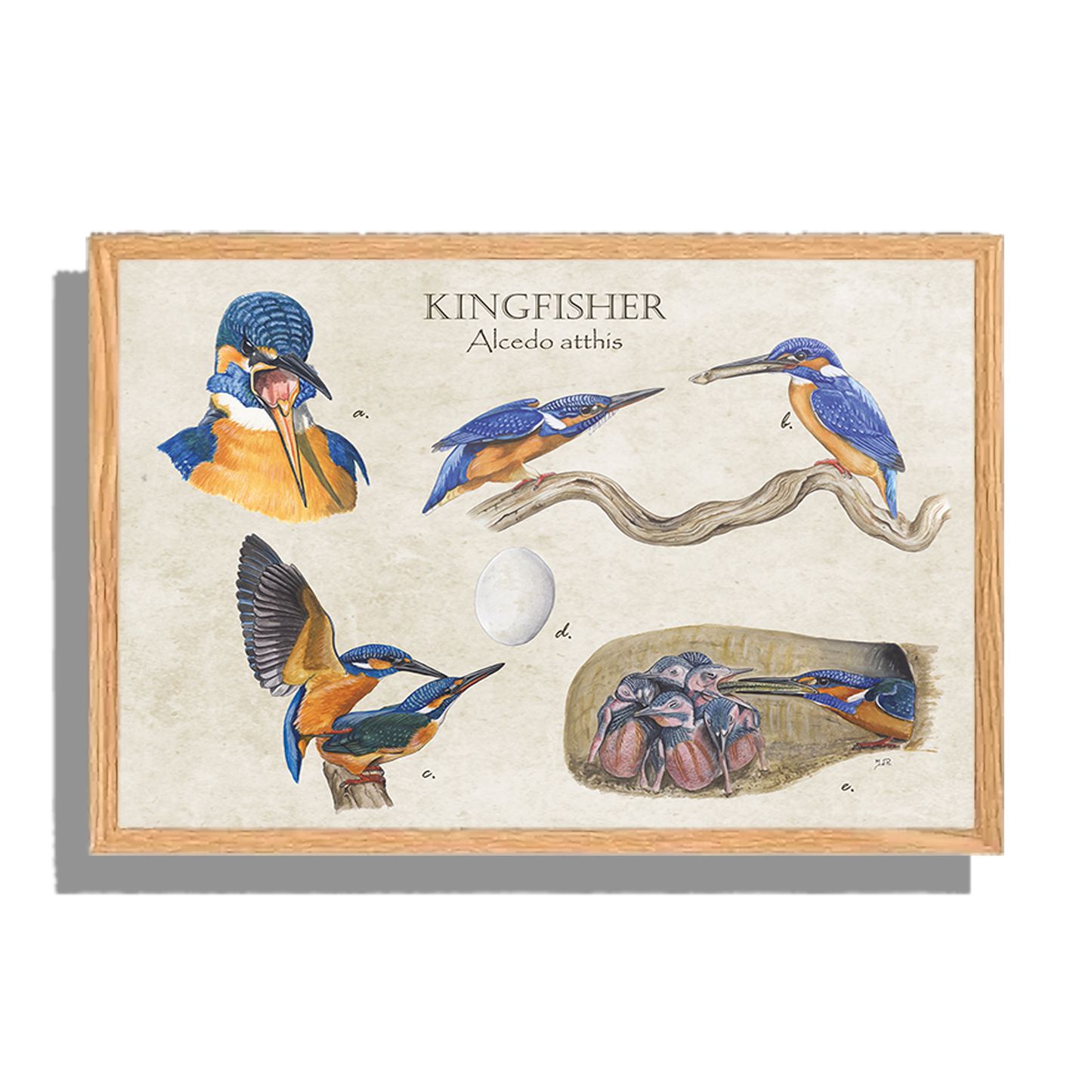 Ingelijst "Kingfisher"