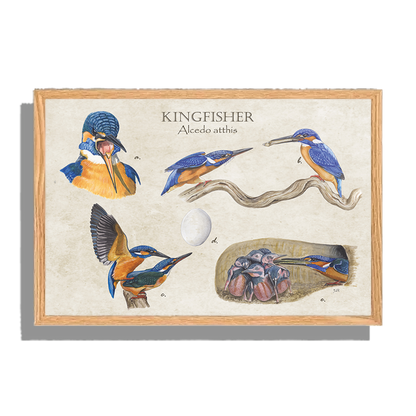 Ingelijst "Kingfisher"