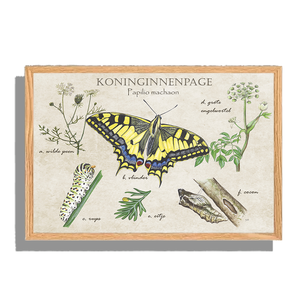 Ingelijst "Koninginnenpage, het leven van"
