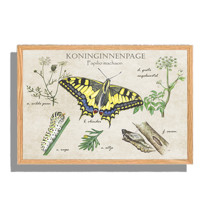 Ingelijst "Koninginnenpage, het leven van"