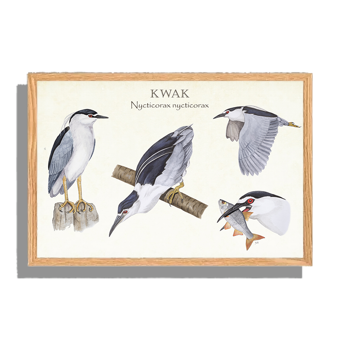 Ingelijst "Kwak, het leven van"
