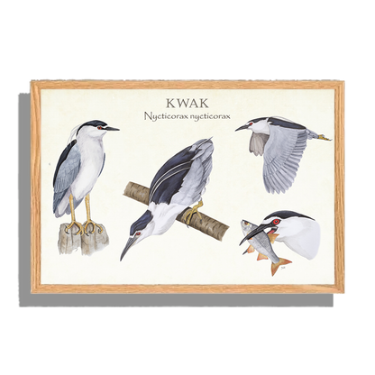 Ingelijst "Kwak, het leven van"