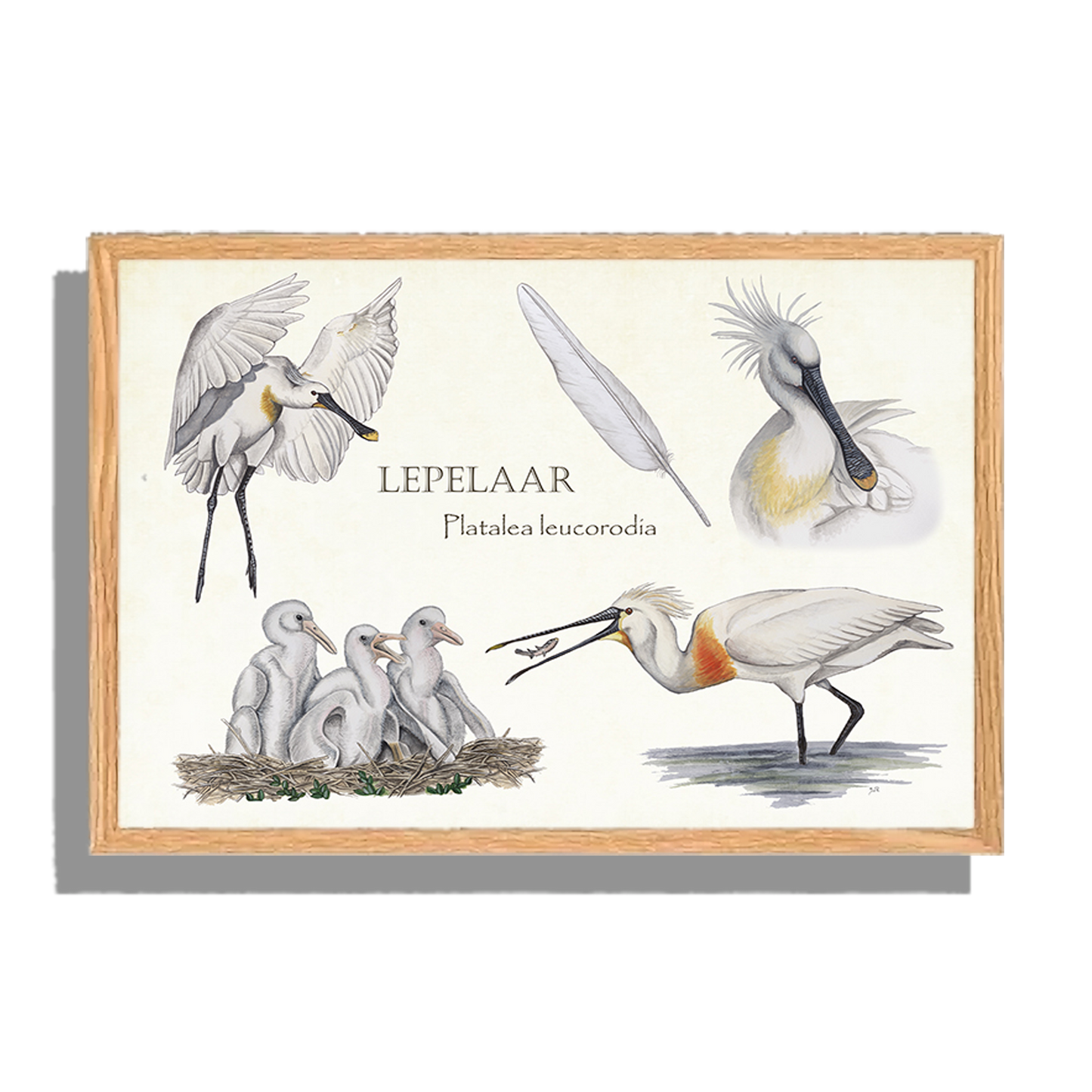 Ingelijst "Lepelaar, het leven van"