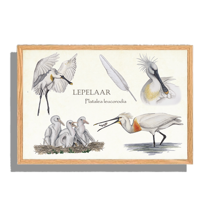 Ingelijst "Lepelaar, het leven van"