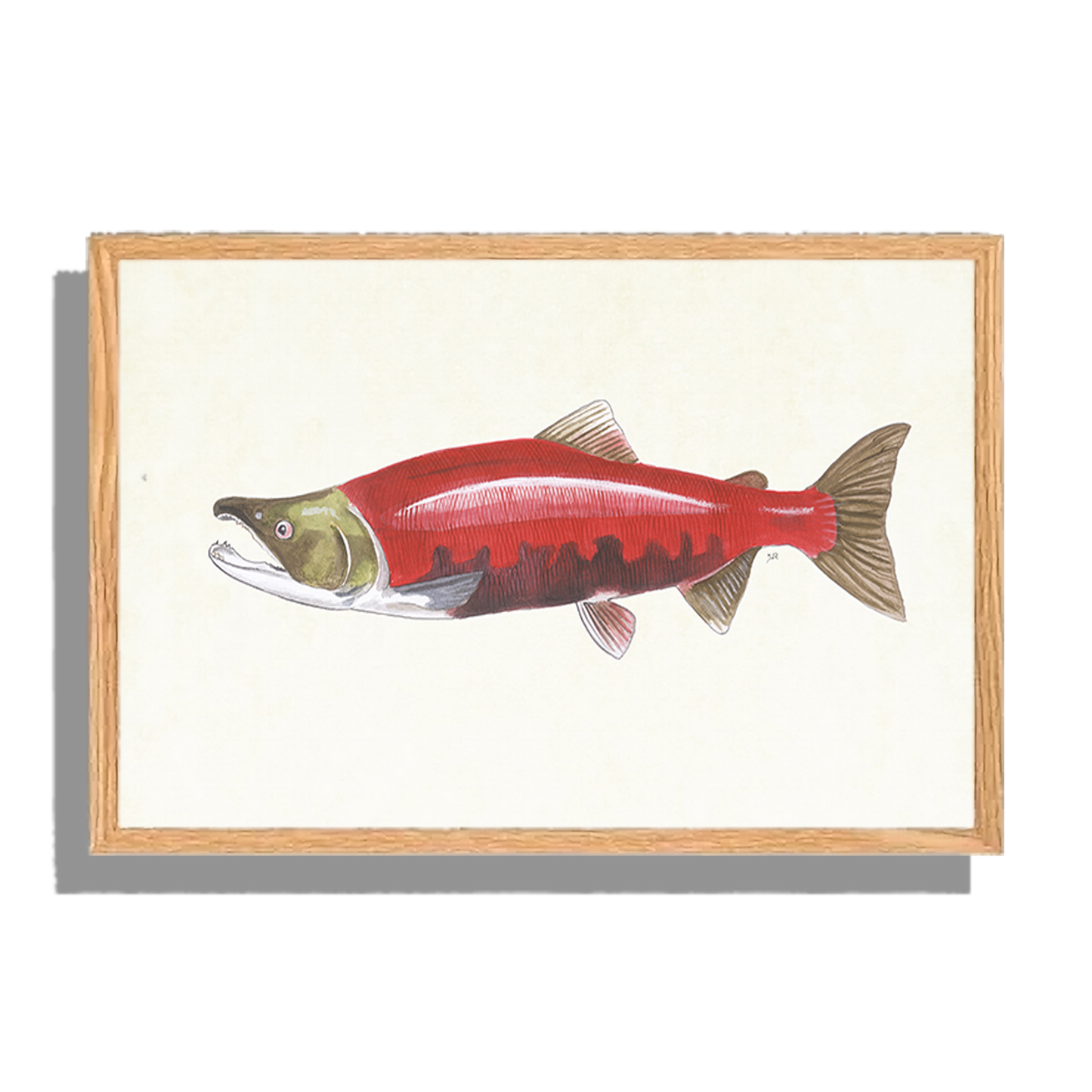 Ingelijst "Rode zalm"