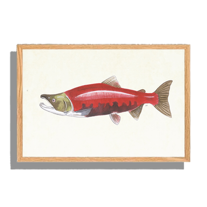 Ingelijst "Rode zalm"