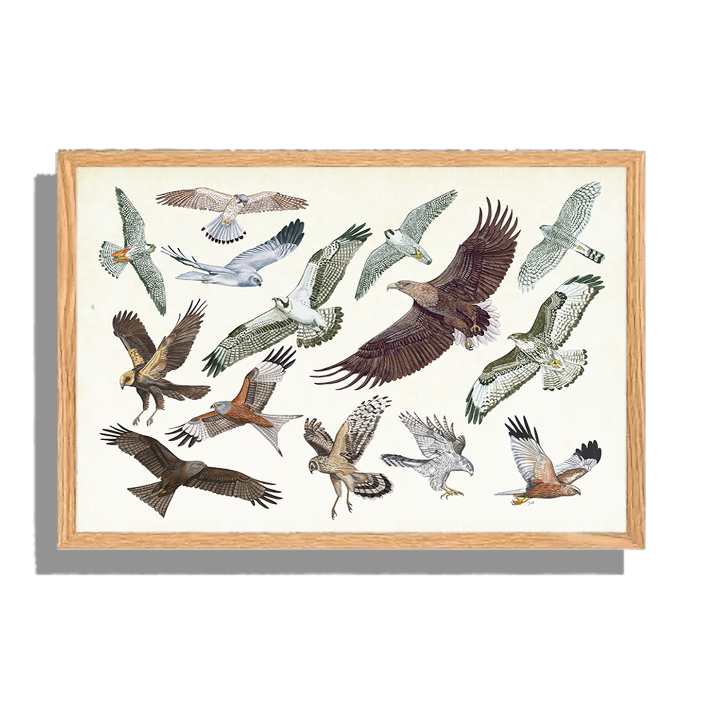 Ingelijst "Roofvogels in vlucht"