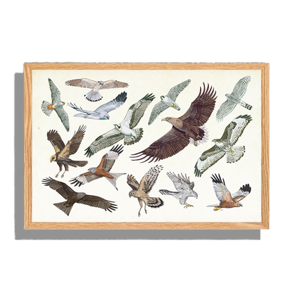Ingelijst "Roofvogels in vlucht"