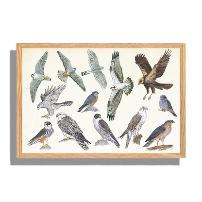 Ingelijst "Roofvogels"