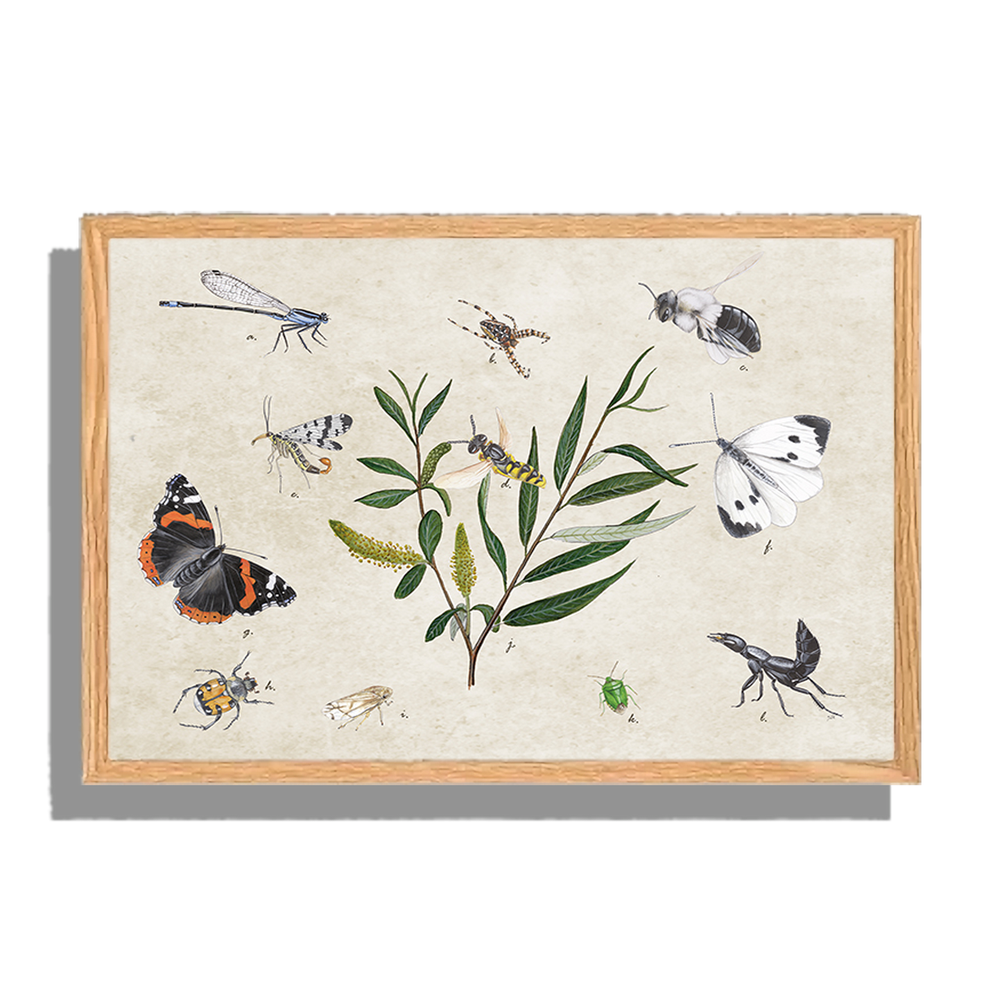 Ingelijst "Schietwilg en haar insecten"