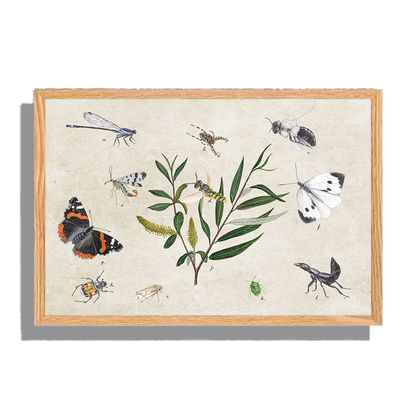 Ingelijst "Schietwilg en haar insecten"