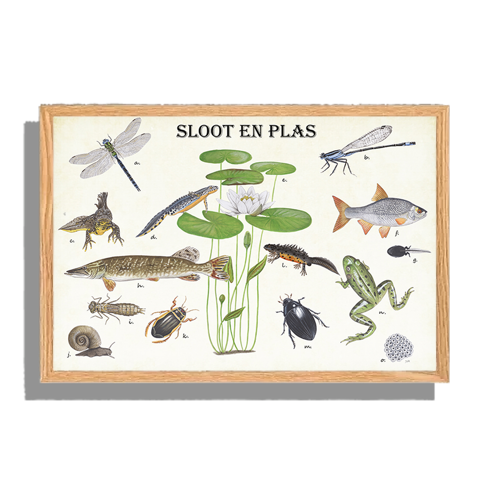 Ingelijst "Sloot en plas"
