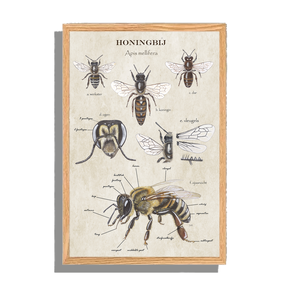 Ingelijst "Anatomie van de Honingbij"