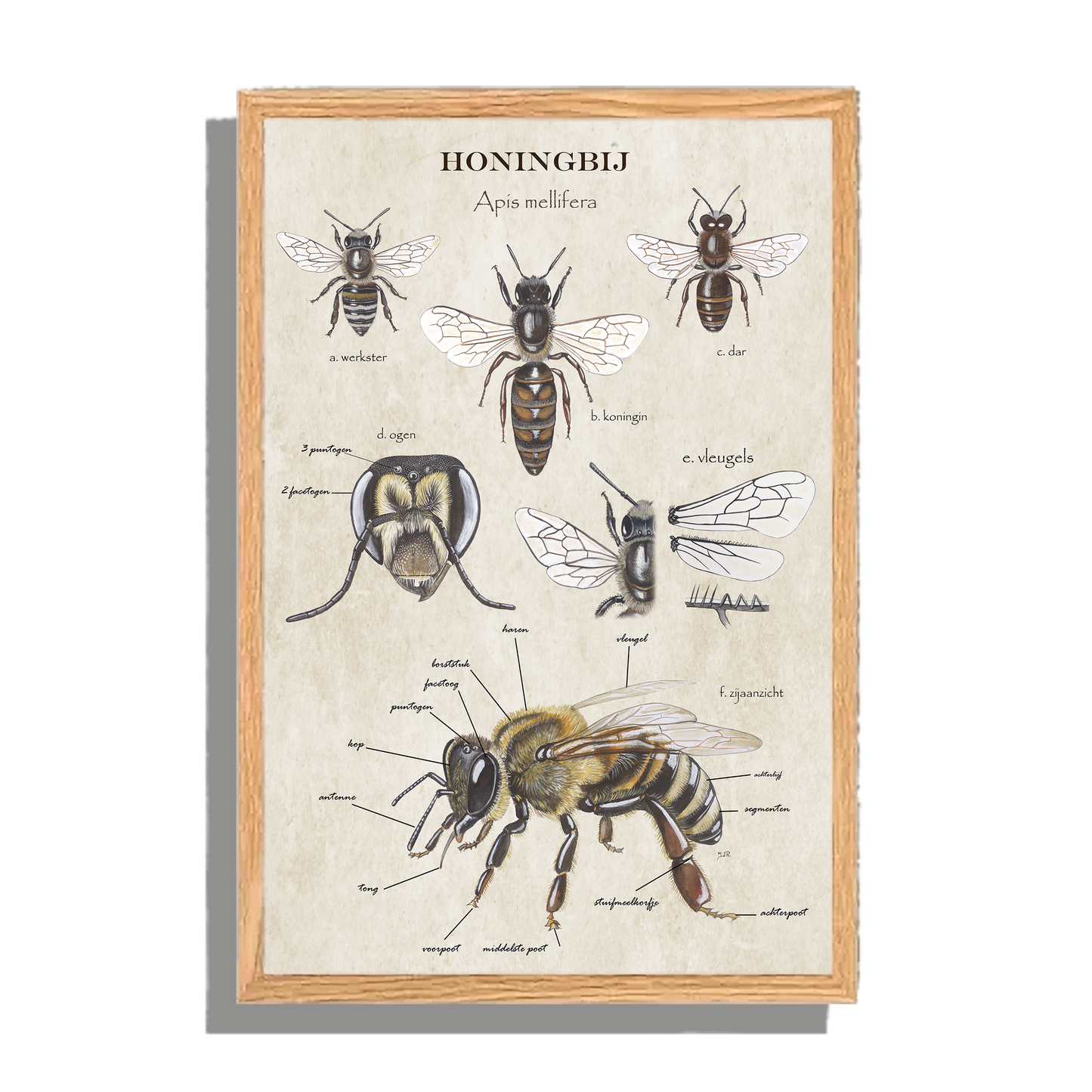 Ingelijst "Anatomie van de Honingbij"