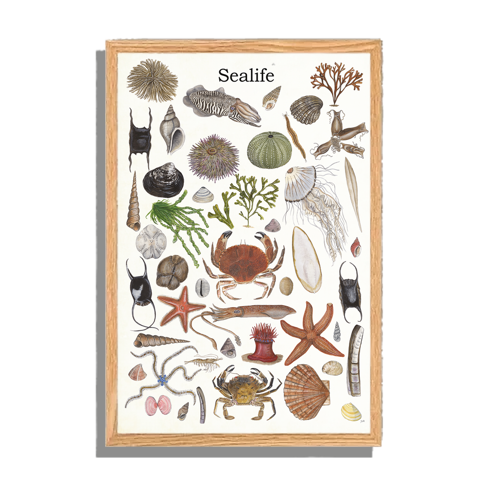 Ingelijst "Sealife 2"