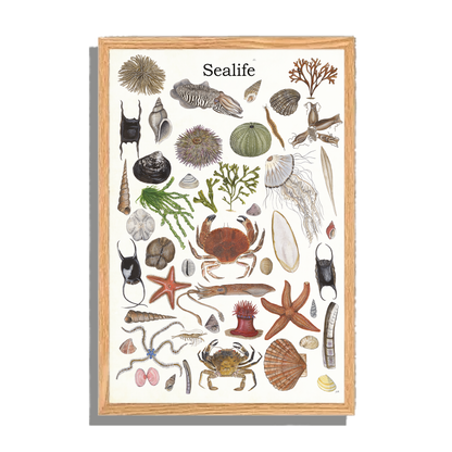 Ingelijst "Sealife 2"