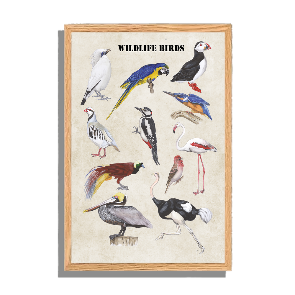 Ingelijst "Wildlife Birds"
