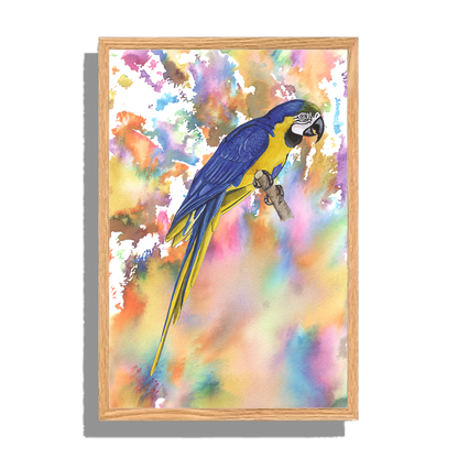 Ingelijst "Blauwe ara"