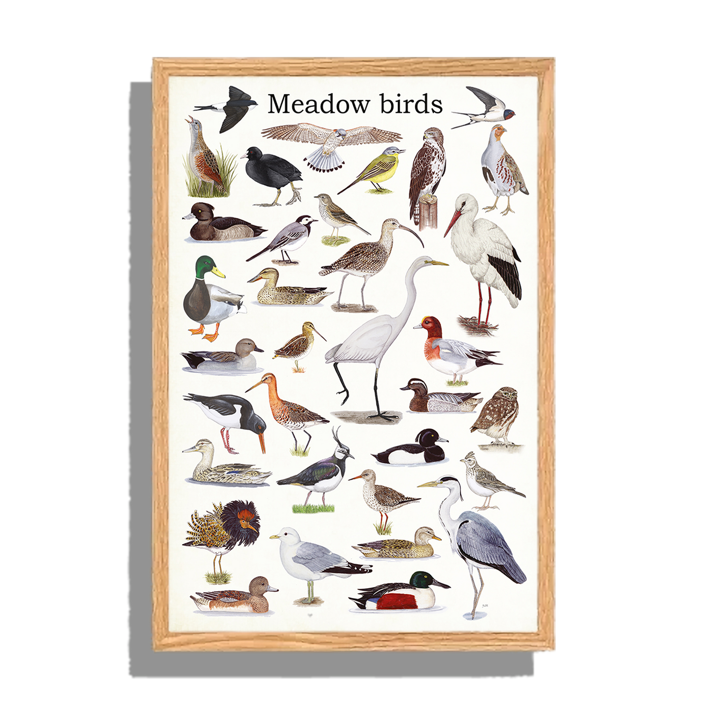 Ingelijst "Meadow birds"