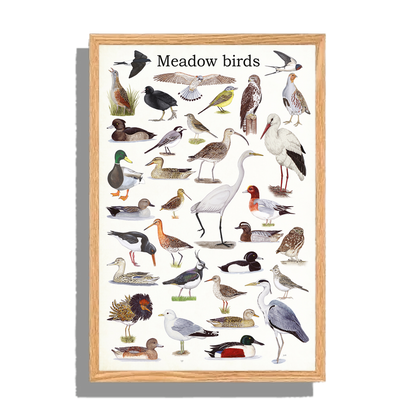 Ingelijst "Meadow birds"