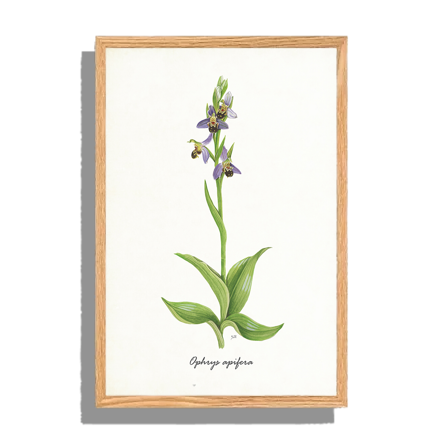 Ingelijst "Bijenorchis"