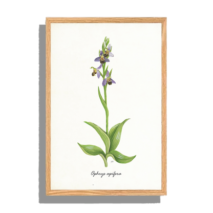 Ingelijst "Bijenorchis"