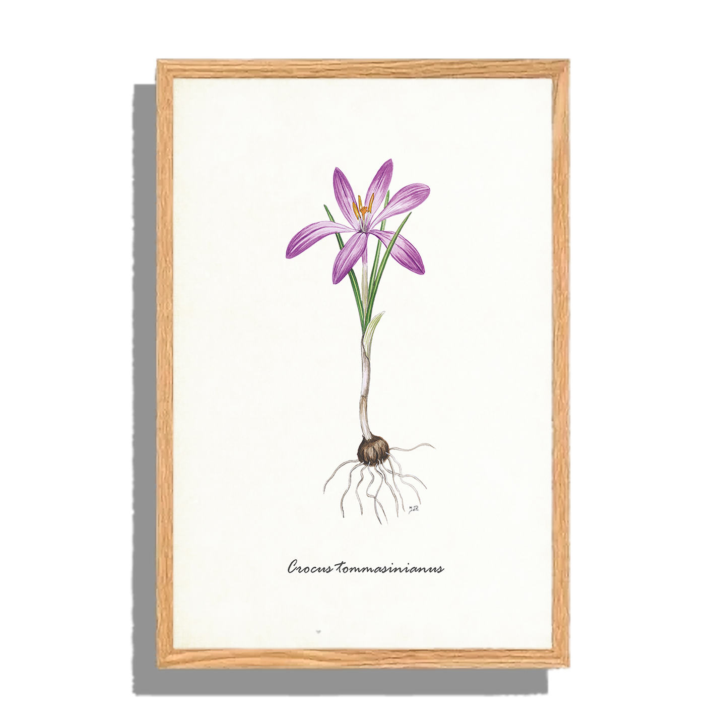 Ingelijst "Boerenkrokus"