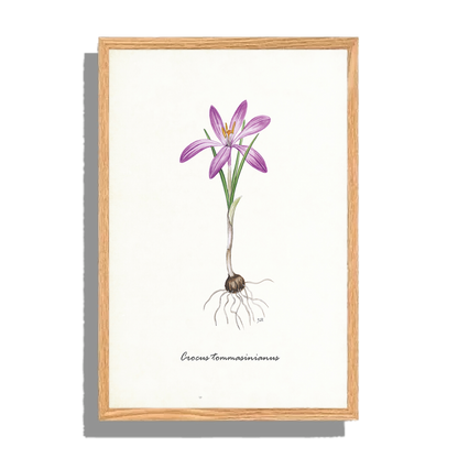 Ingelijst "Boerenkrokus"