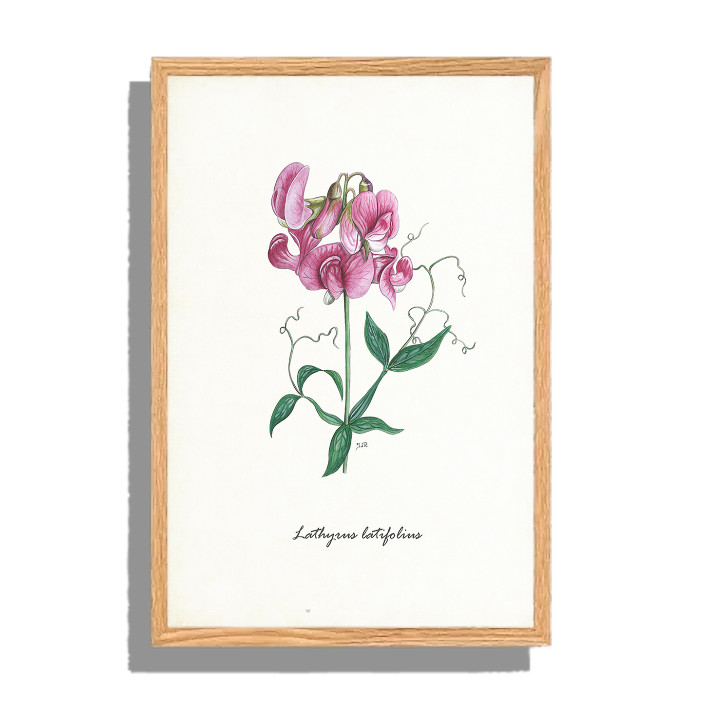 Ingelijst "Brede lathyrus"