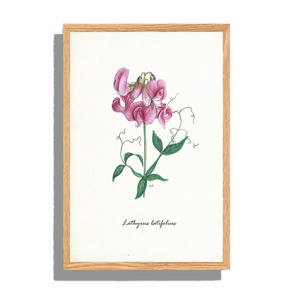 Ingelijst "Brede lathyrus"