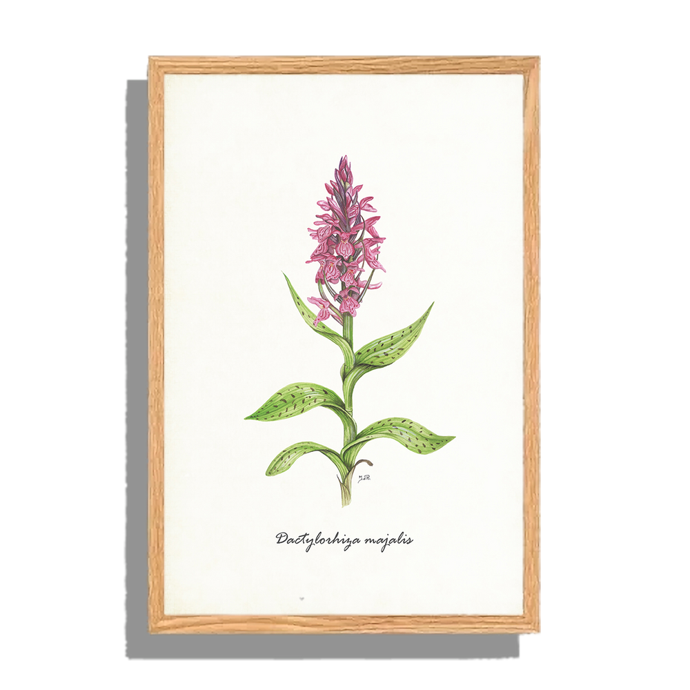 Ingelijst "Brede orchis"