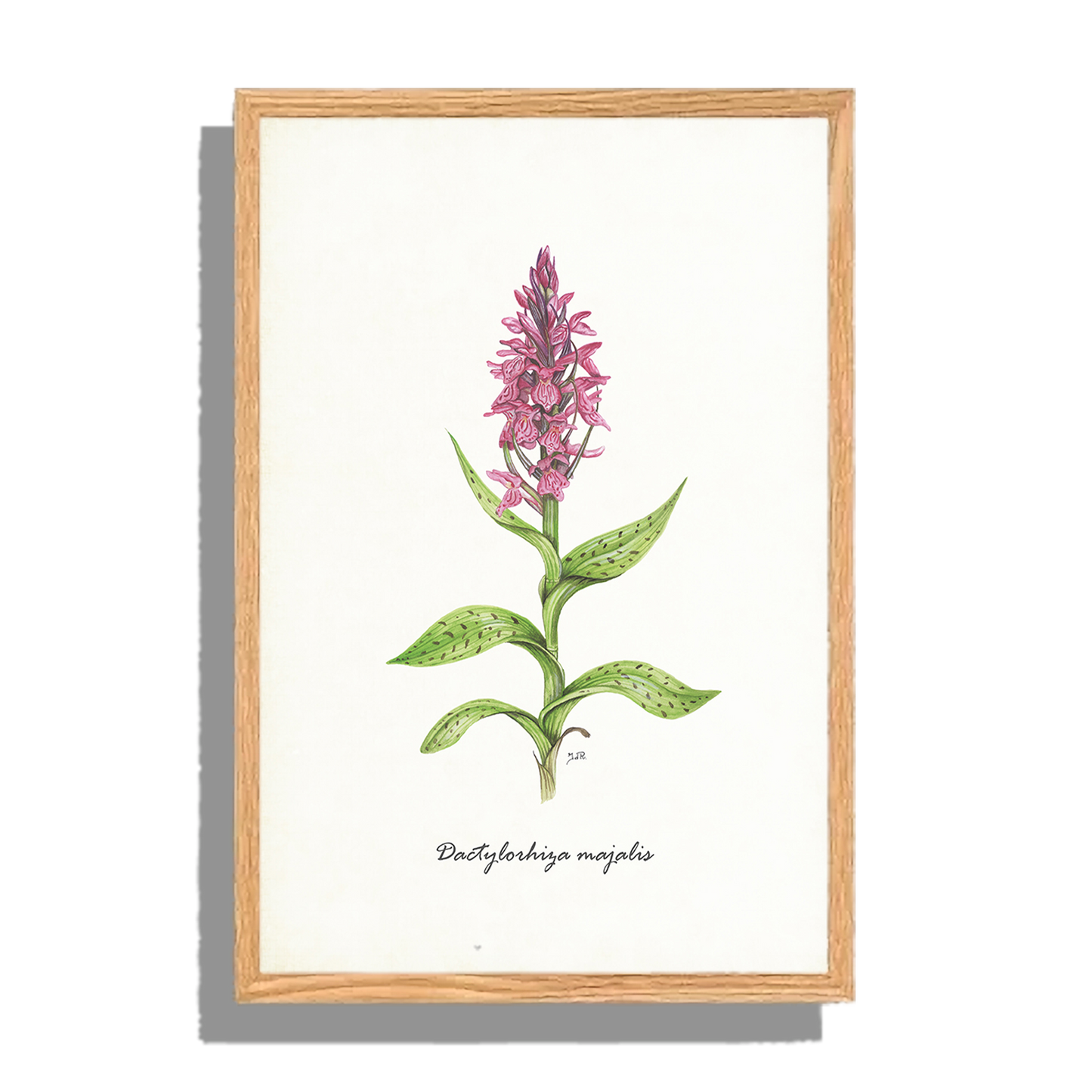 Ingelijst "Brede orchis"