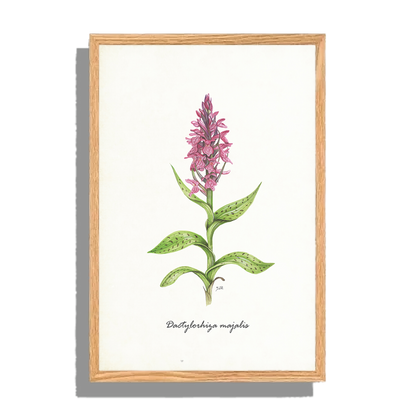 Ingelijst "Brede orchis"