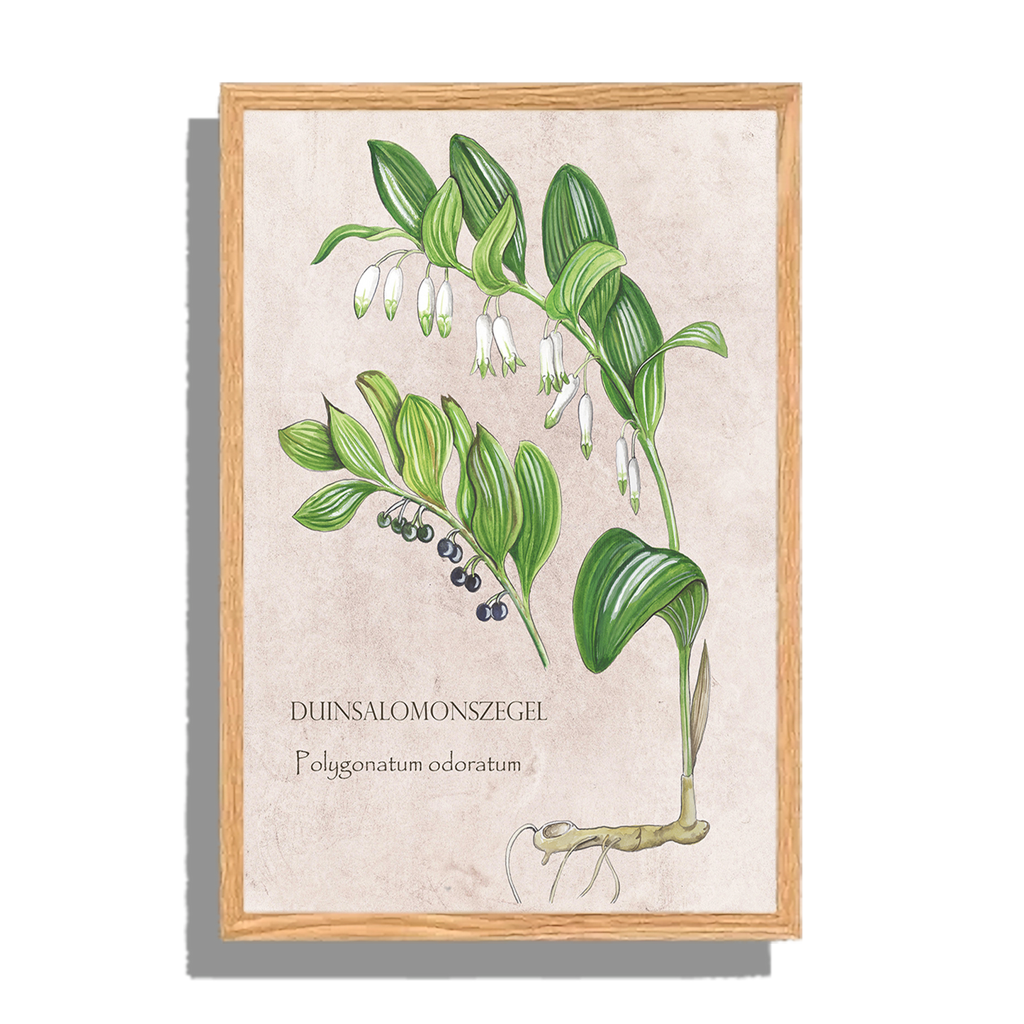 Ingelijst "Duinsalomonszegel"