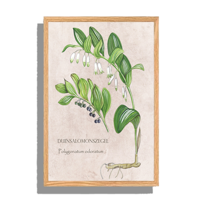 Ingelijst "Duinsalomonszegel"