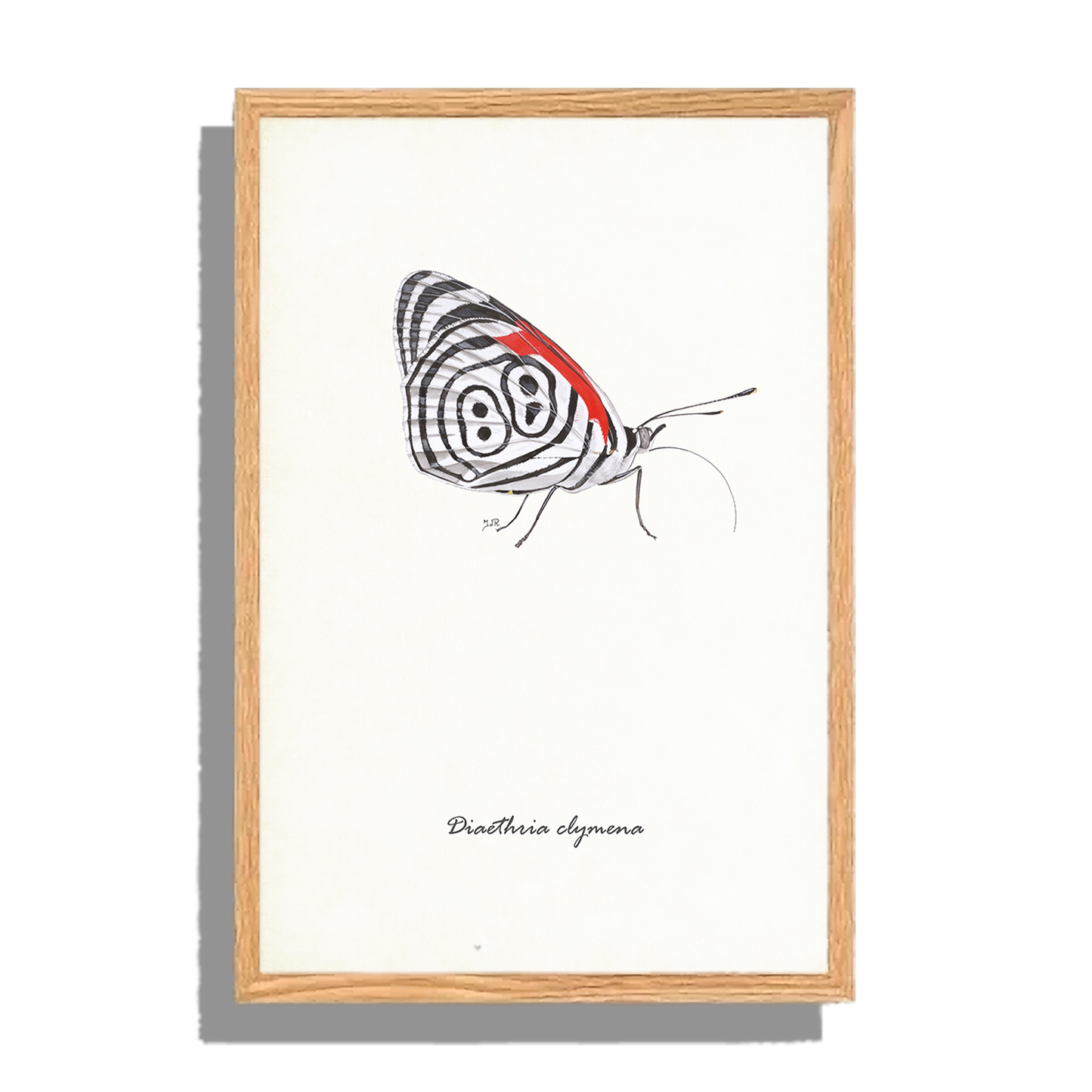 Ingelijst "Eighty-eight butterfly"