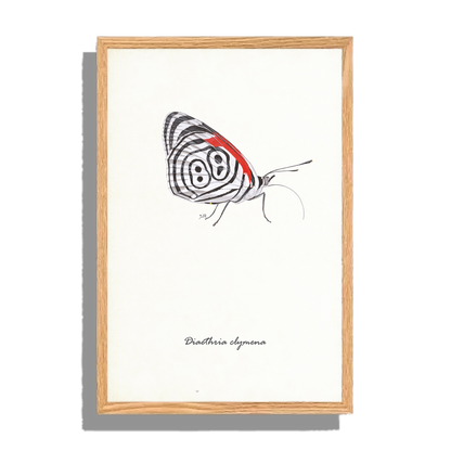 Ingelijst "Eighty-eight butterfly"
