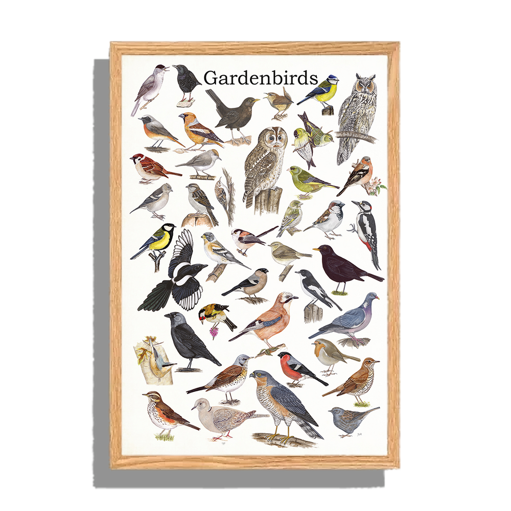 Ingelijst "Gardenbirds"
