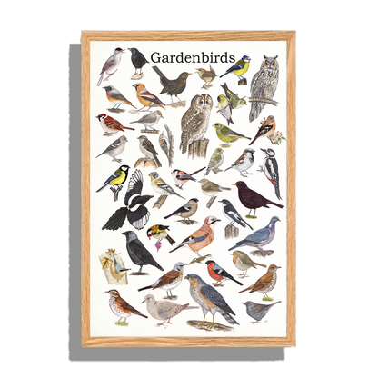 Ingelijst "Gardenbirds"