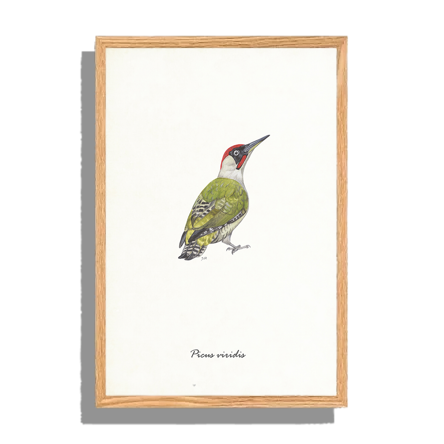 Ingelijst "Groene specht"