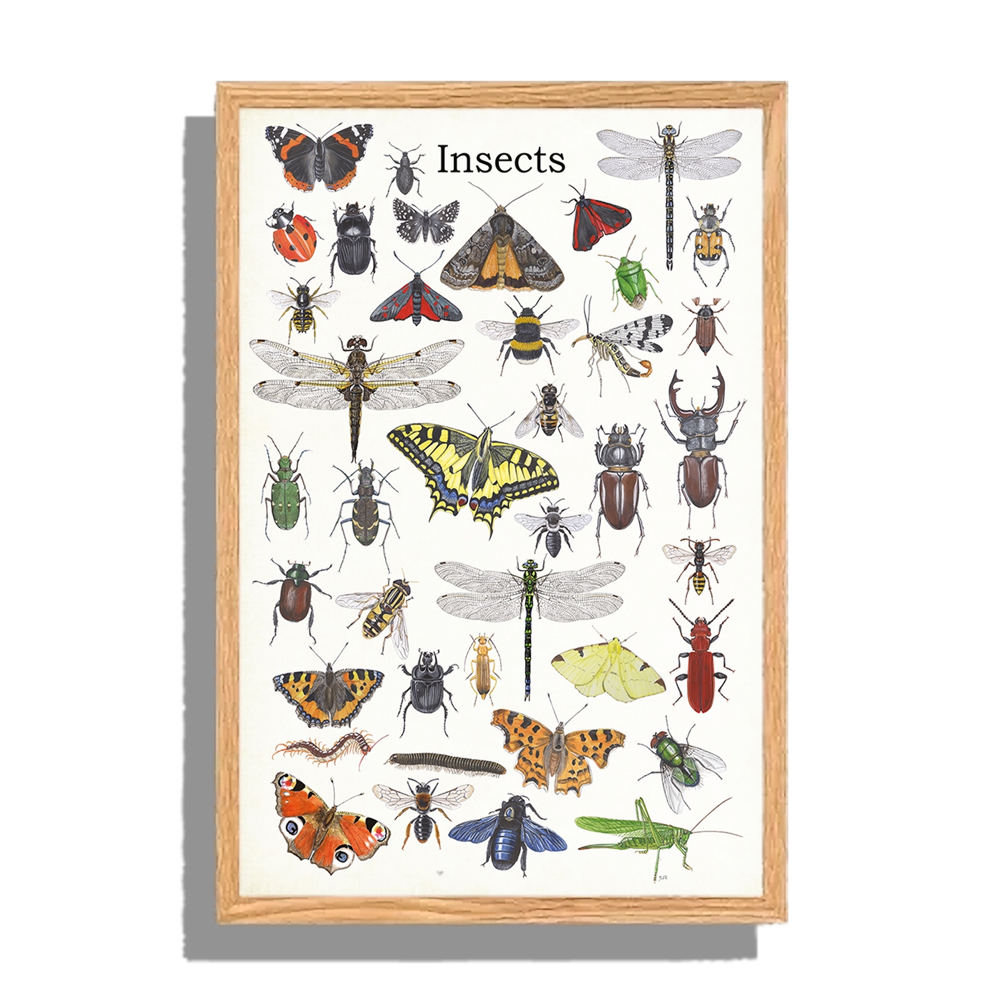 Ingelijst "Insects"