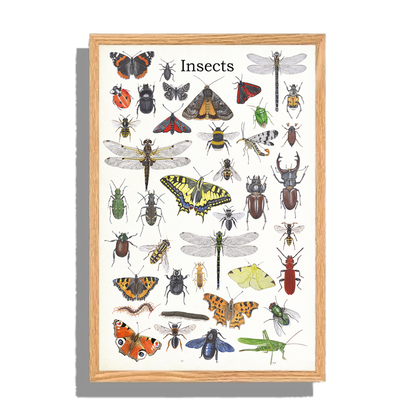 Ingelijst "Insects"