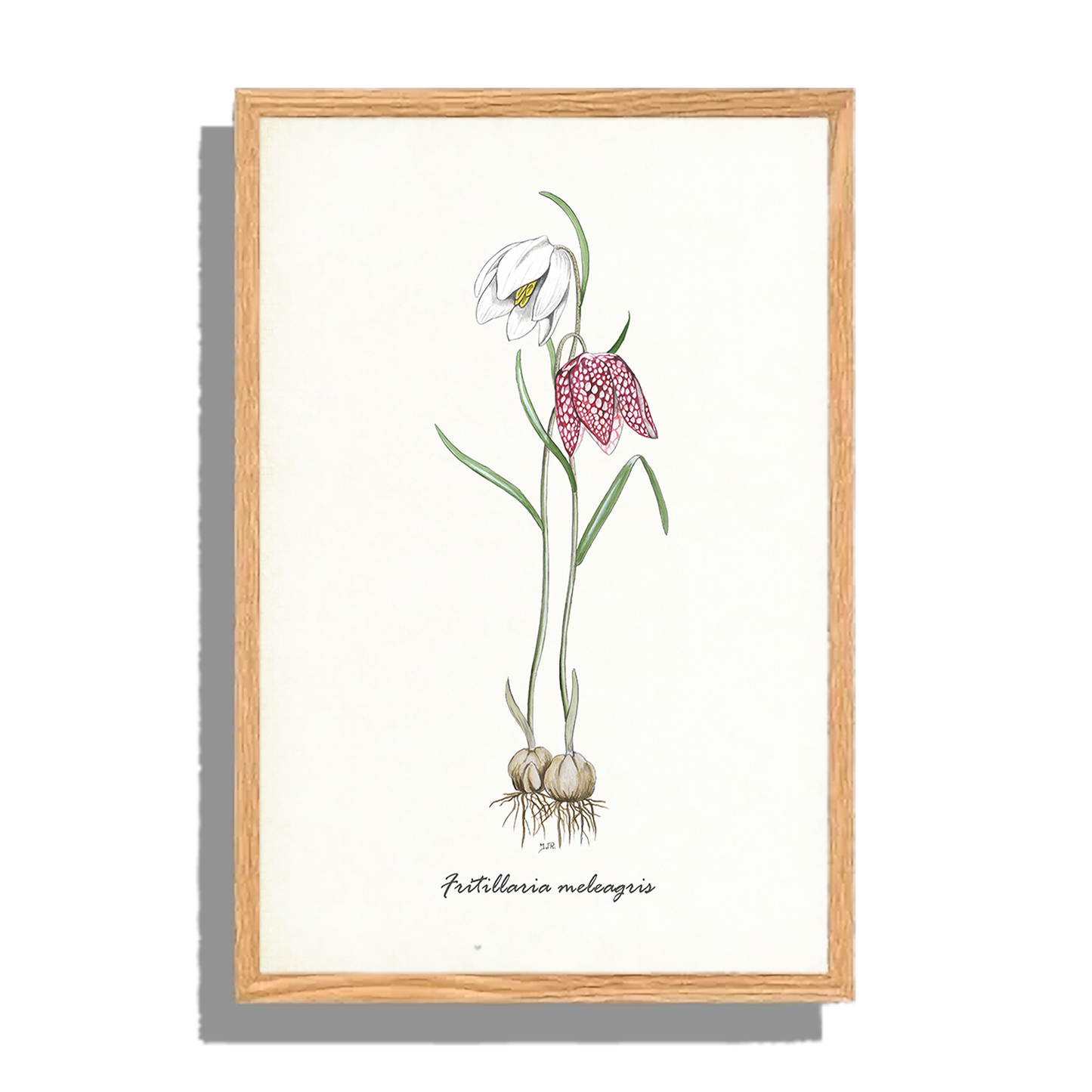 Ingelijst "Kievitsbloem"