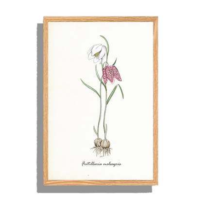 Ingelijst "Kievitsbloem"