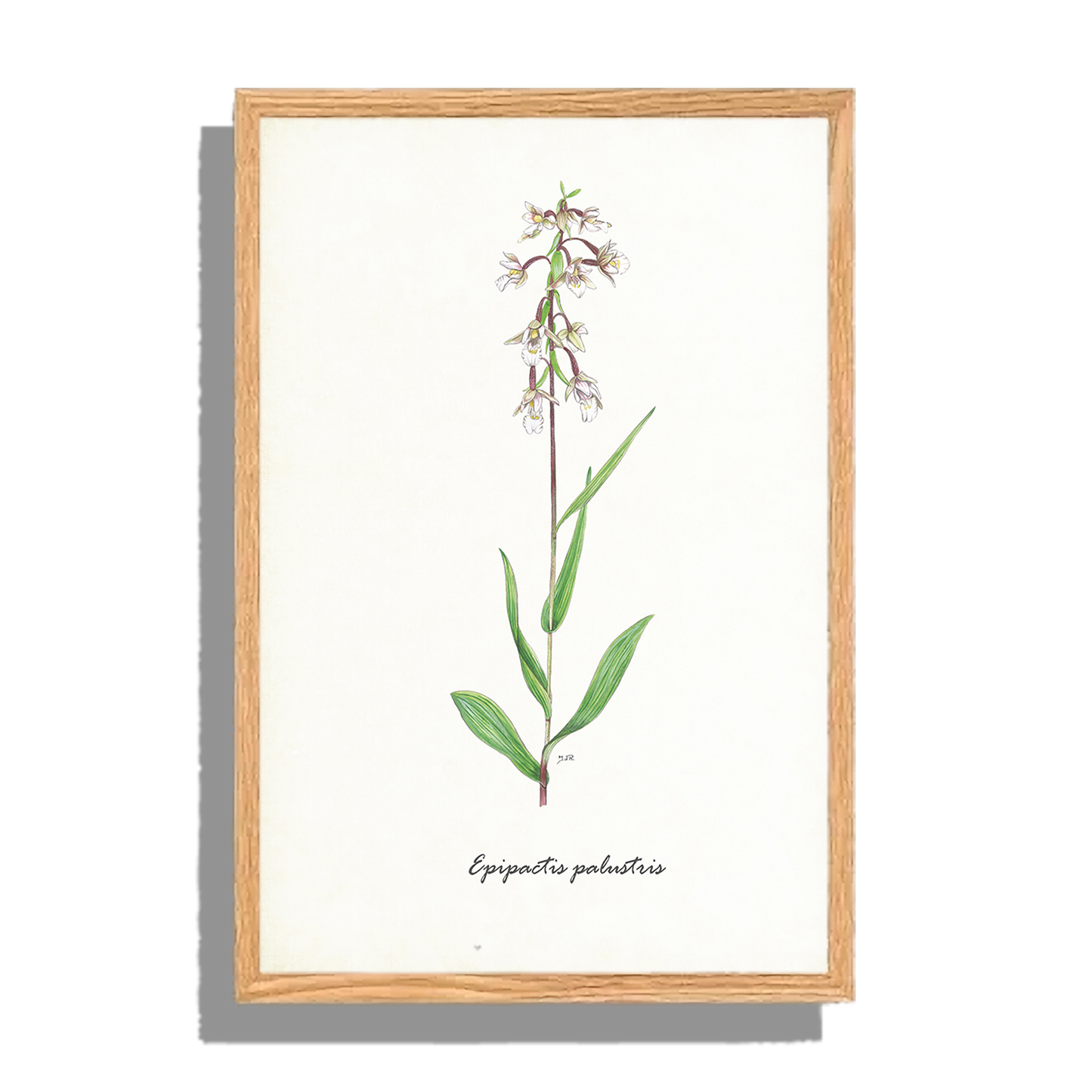 Ingelijst "Moeraswespenorchis"