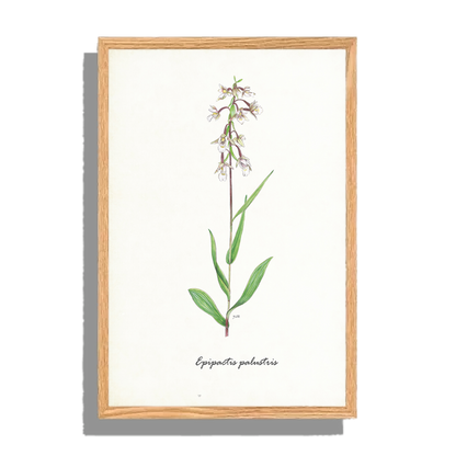 Ingelijst "Moeraswespenorchis"