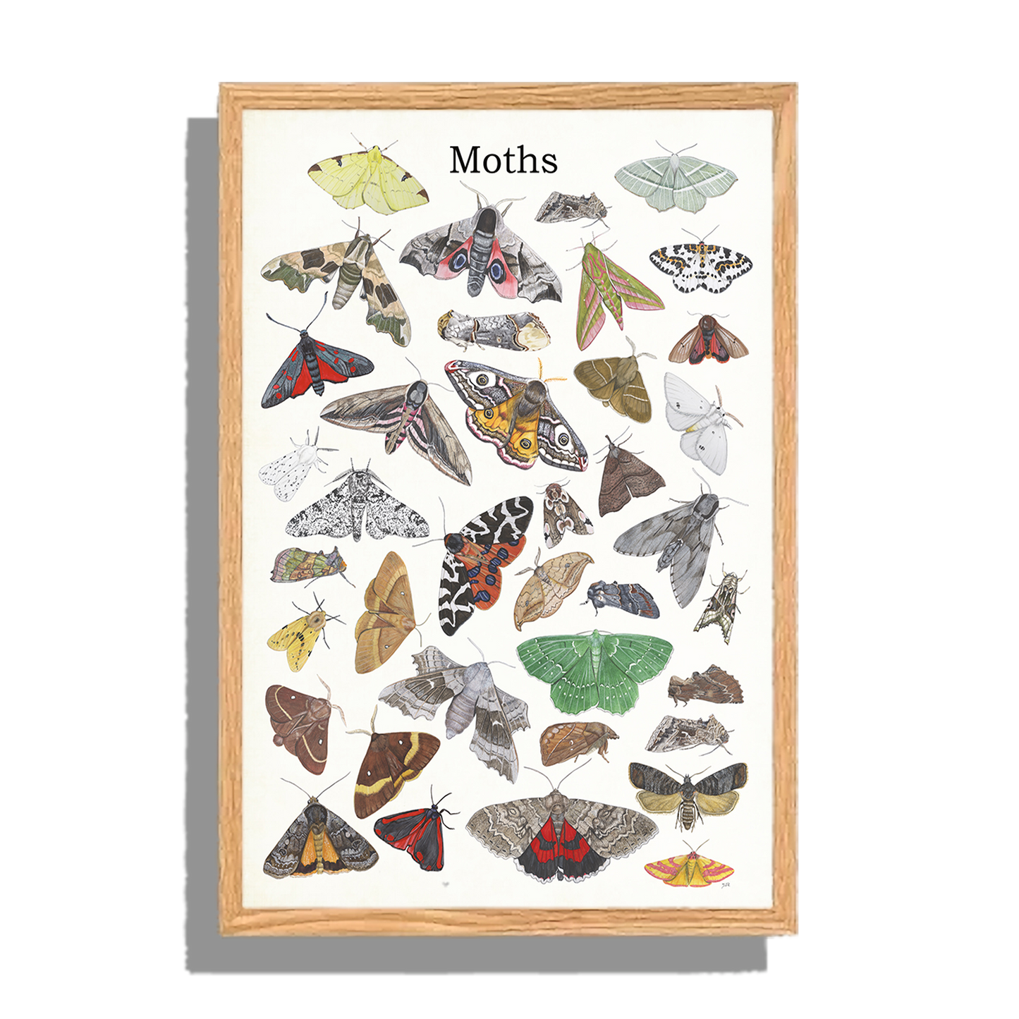 Ingelijst "Moths"
