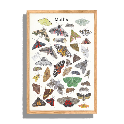 Ingelijst "Moths"
