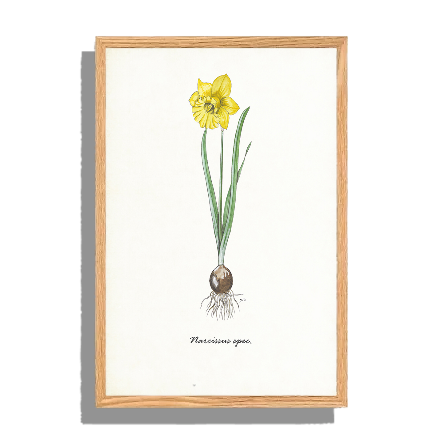Ingelijst "Narcis"