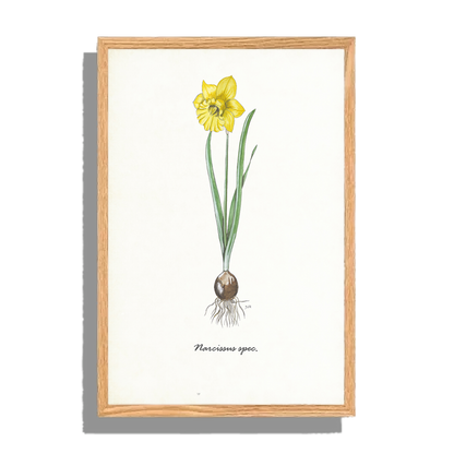 Ingelijst "Narcis"